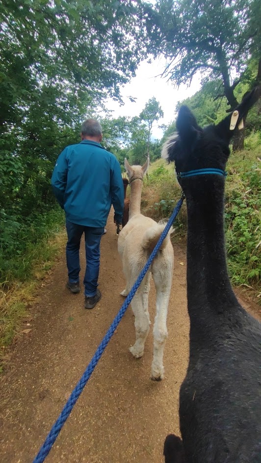 Jahrestag Geschenk - Alpaka