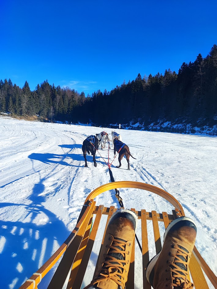 Jahrestag Geschenk - Schlittenhunde